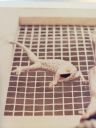 Filename=20230426_A421_Tokai_Gecko.jpg
Filesize=229KiB
Dimensions=1536x2048
Date added=Apr 26, 2023 20230426_A421_Tokai_Gecko.jpg