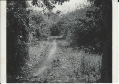 B-50 Camp Construction
Brush & bamboo along trail that ran through new camp site. Trail & clear area wide enough to drive vehicles through. Note dozer tracks. 
Dec 1967 Ban Me Thuot, RVN
Keywords: Ban Me Thuot;B-50;31st Engineers